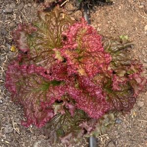 Rossimo Lettuce