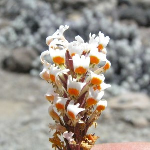 Katstert - Hebenstretia angolensis