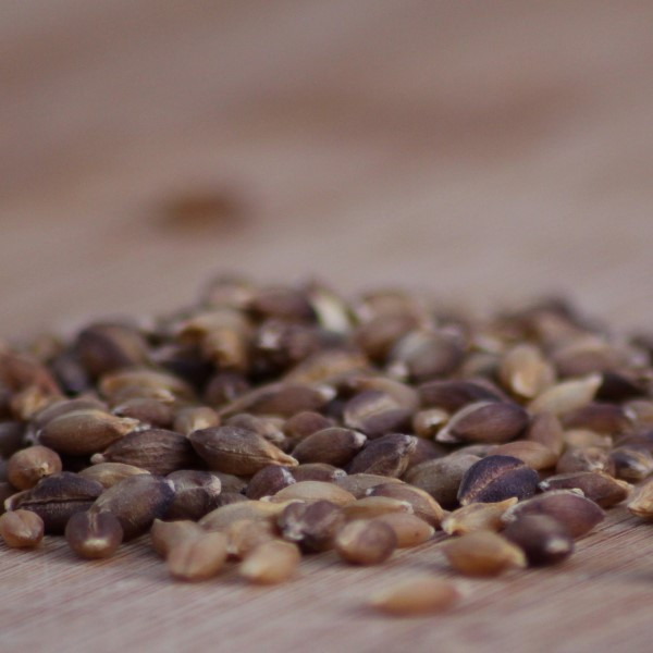 Purple Barley