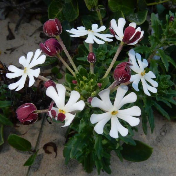 Drumstick Phlox - Zaluzianskya maritima