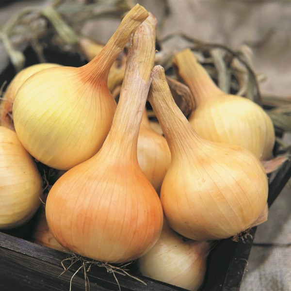 Walla Walla Onion