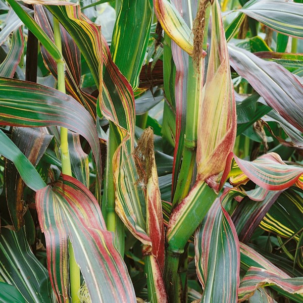 Japonica Striped Corn