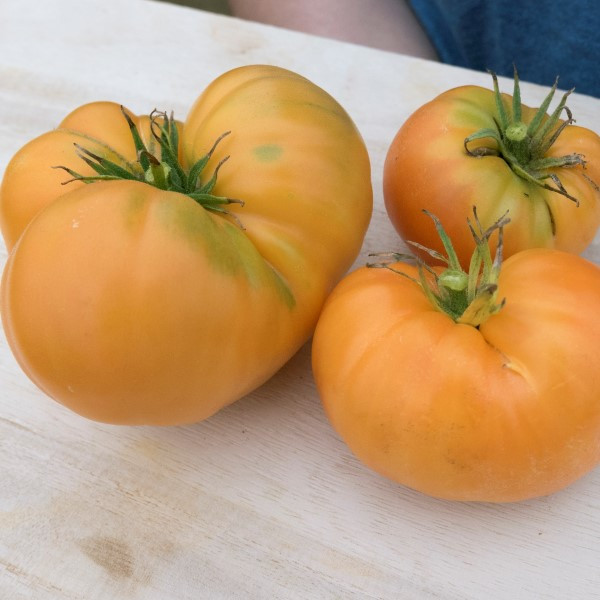 Amana Orange Tomato
