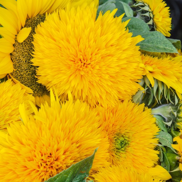 Giant Teddy Bear Sunflower