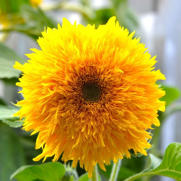 Teddy Bear Sunflower