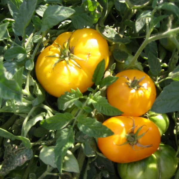 Tomato Azoychka