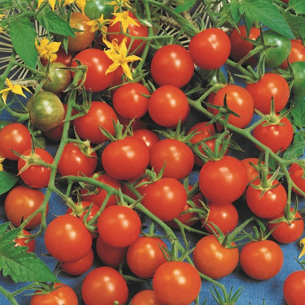ミュージシャン tomato Tomato Gardener's Delight - The Seedstead