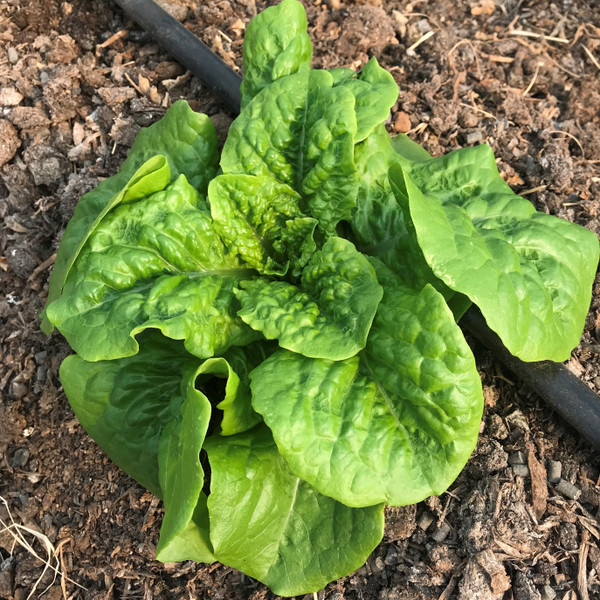 Melody Lettuce