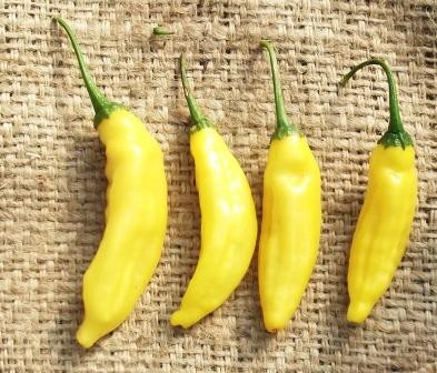 Aji Amarillo