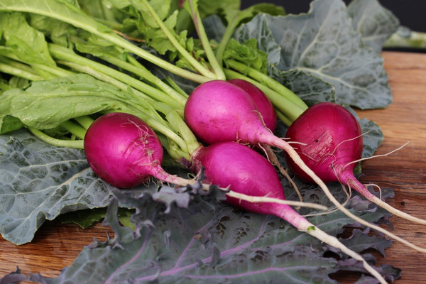 Purple Plum Radish