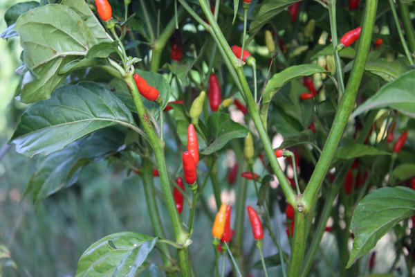 Mozambique Bastardo