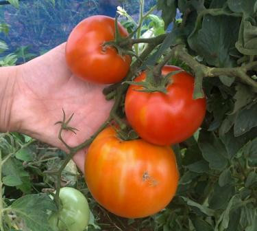 Hi Crimson Tomato