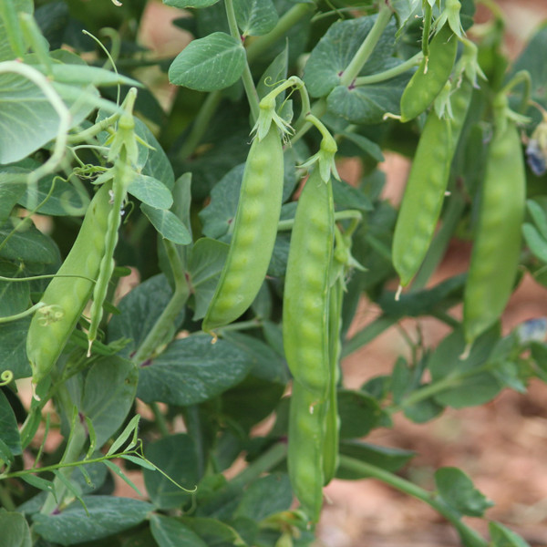 Oregon Sugar Pod II Pea