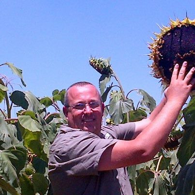 Sunflower Nigerian Oilseed