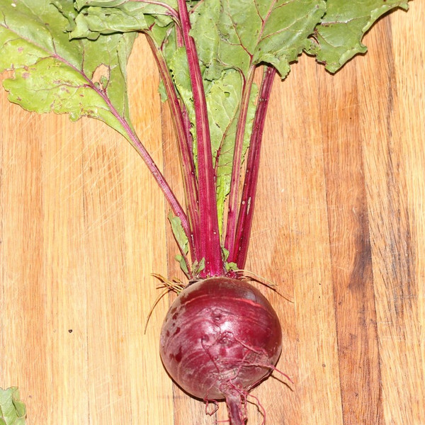 Crimson Globe Beet