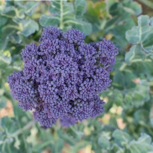Purple Sprouting Broccoli
