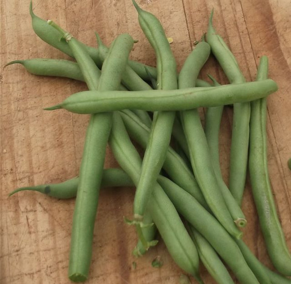 Labrador Bush Bean