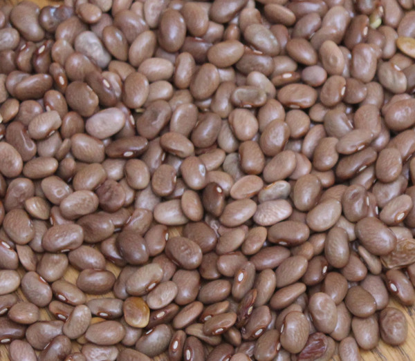 Epicure Pole Bean