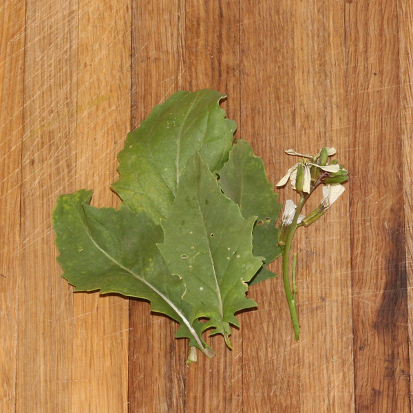 Rocket Arugula