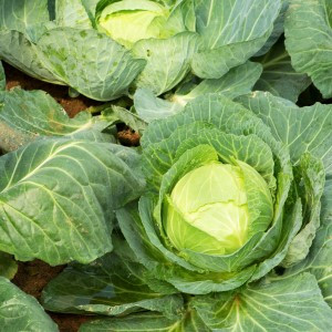 Golden Acre Cabbage