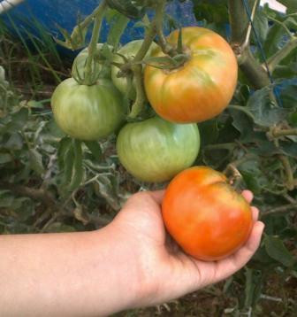 Nepal Tomato