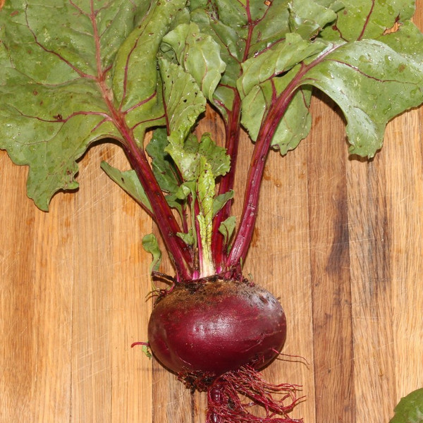 Early Wonder Beet