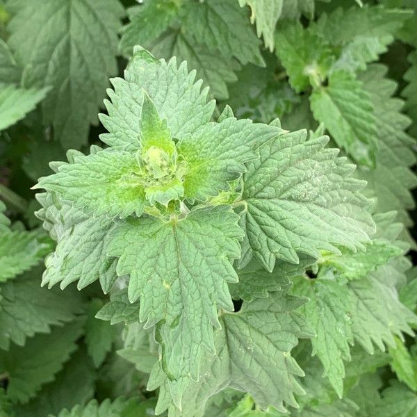 Catnip
