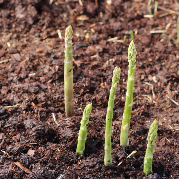 Mary Washington Asparagus