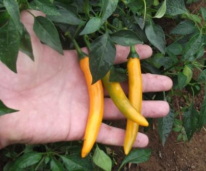 Golden Cayenne