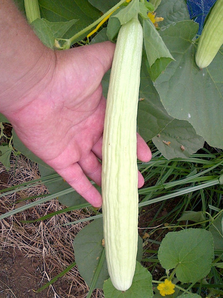 Armenian White Cucumber