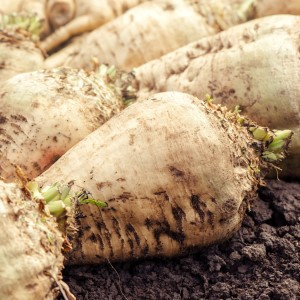 Sugar Beet