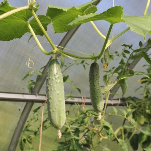 Straight Eight Cucumber