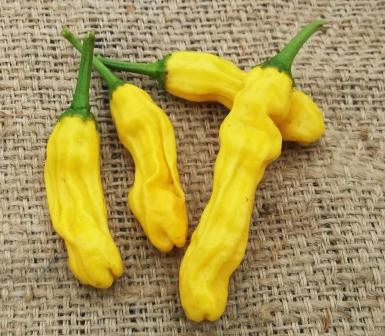 Yellow Peter Pepper - The Seedstead
