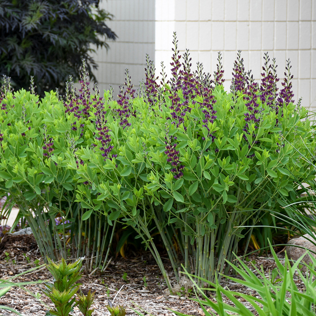 'Grape Taffy' False Indigo