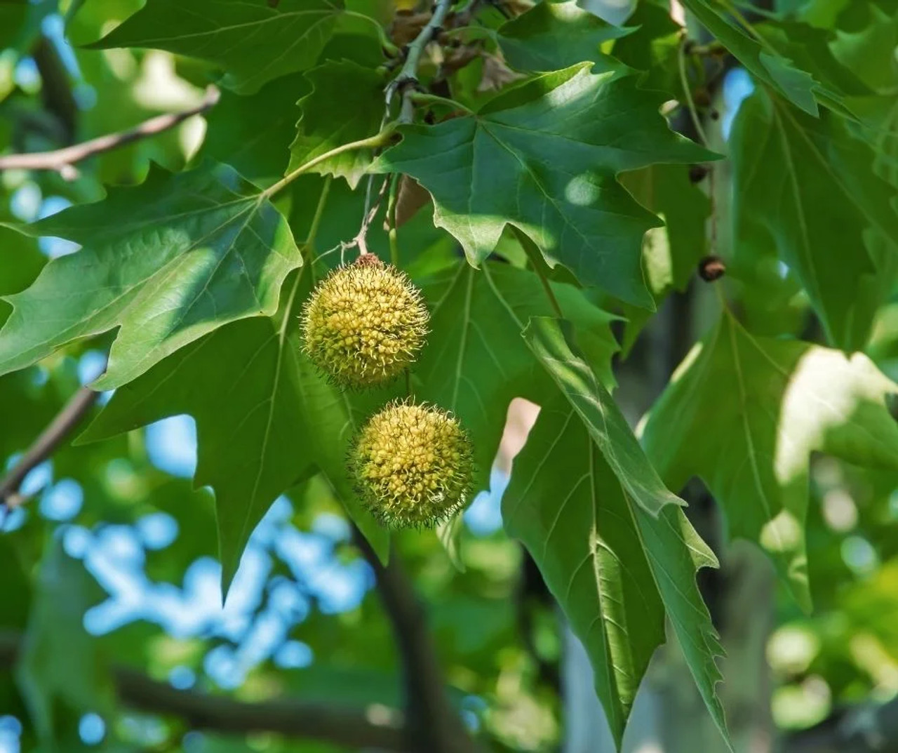 American Sycamore