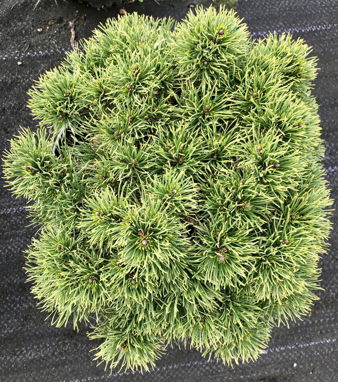 'Valley Cushion' Dwarf Mugo Pine