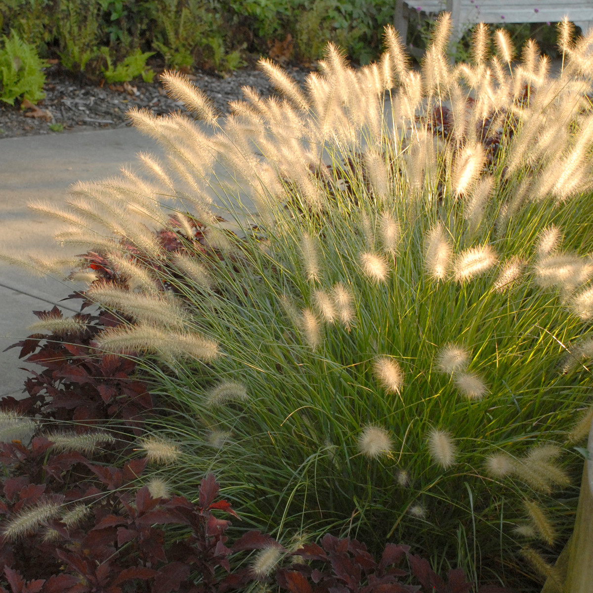Dwarf Fountain Grass, Hameln TimberPine