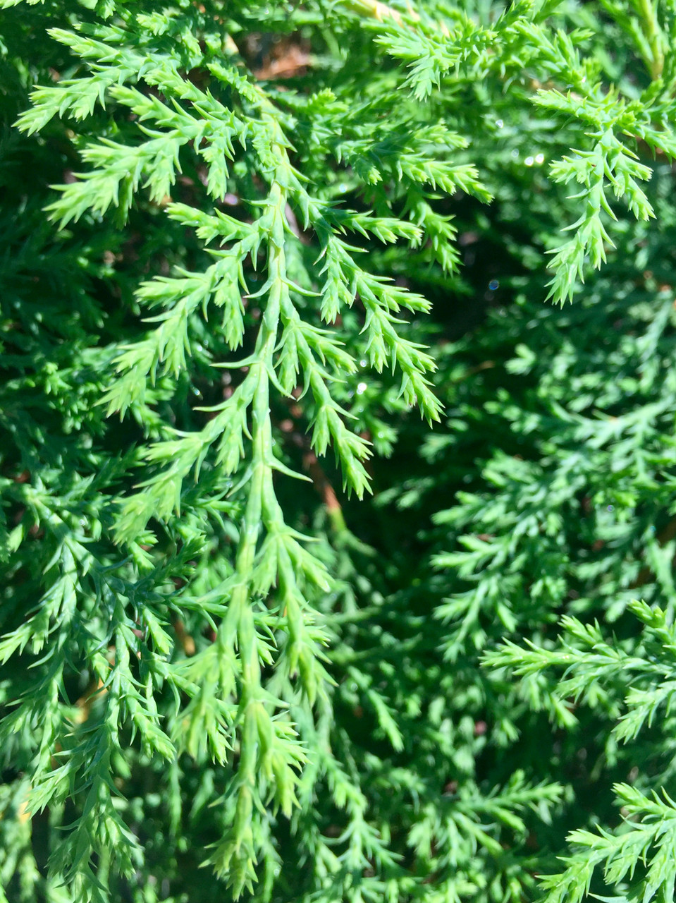 Siberian Cypress Timberpine