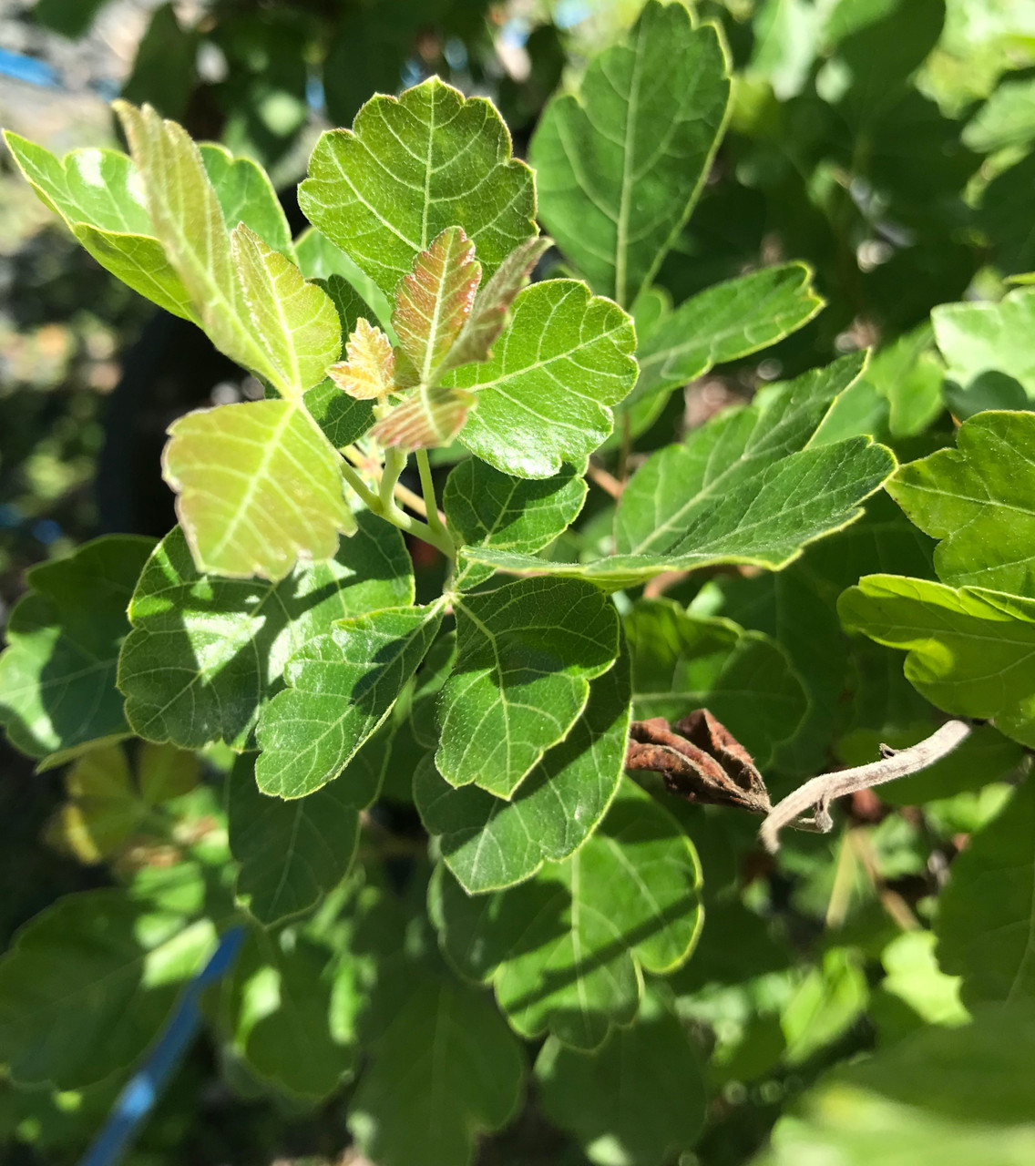 Fragrant Sumac, GroLow TimberPine