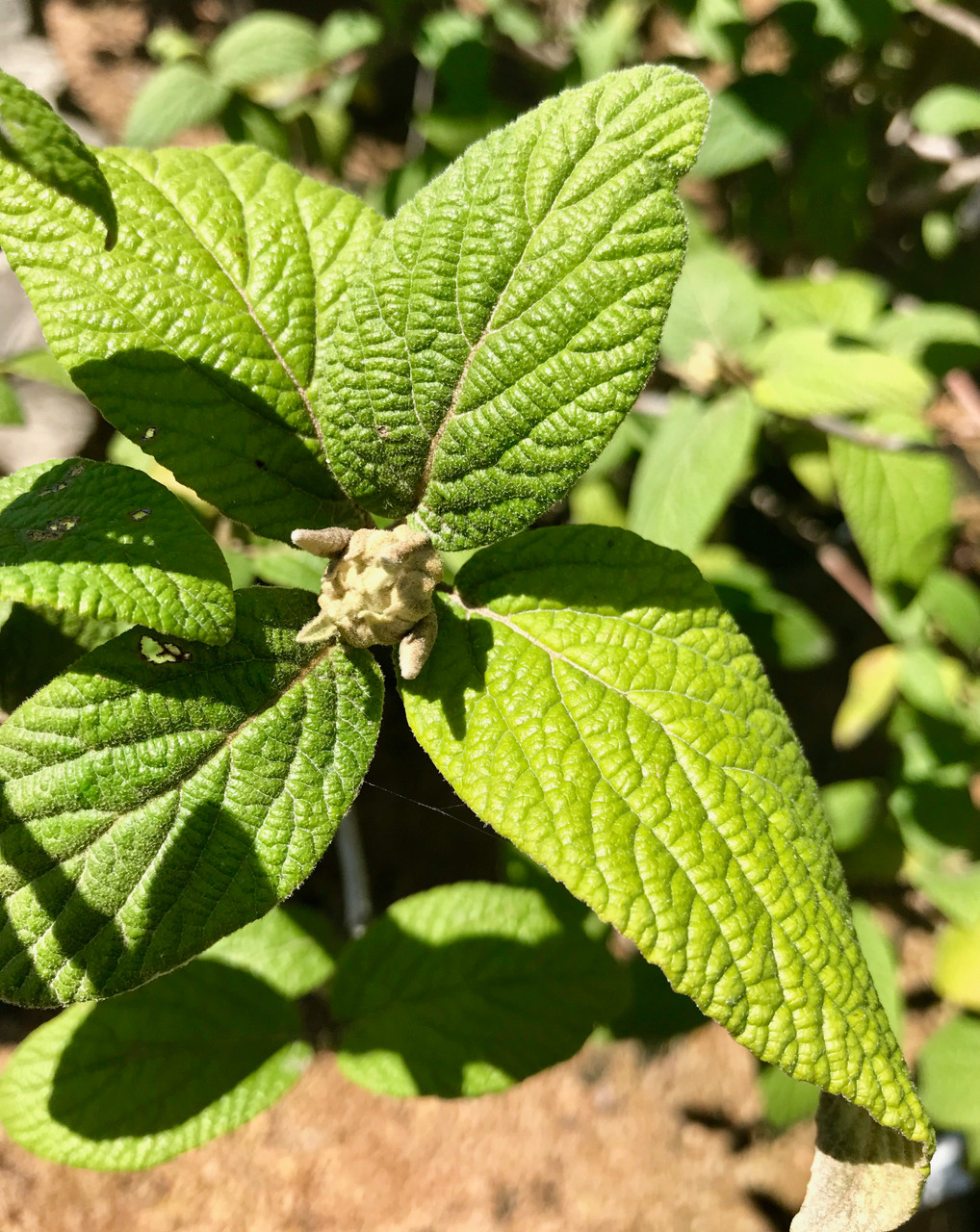 Leatherleaf Viburnum TimberPine