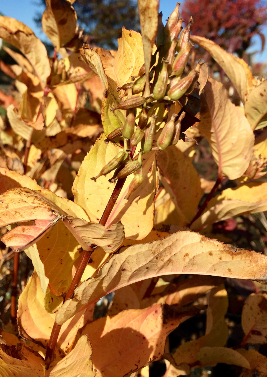 Kodiak® Orange Bush Honeysuckle