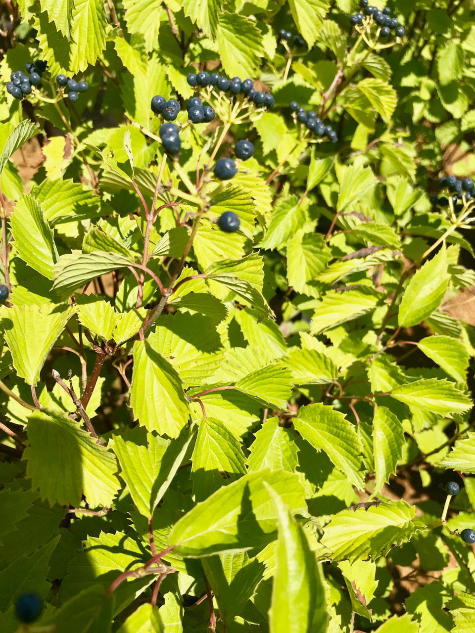 Arrowwood Viburnum, Autumn Jazz TimberPine