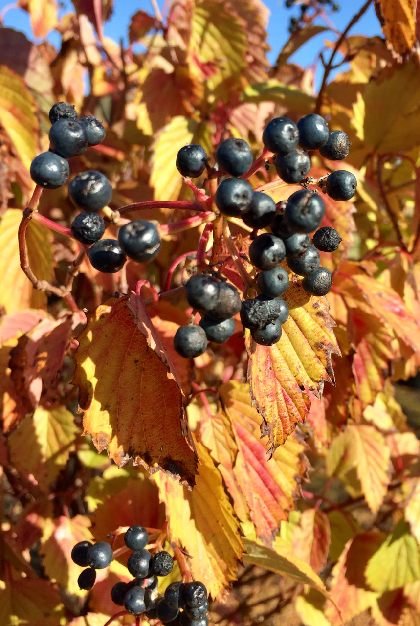 Arrowwood Viburnum, Autumn Jazz TimberPine
