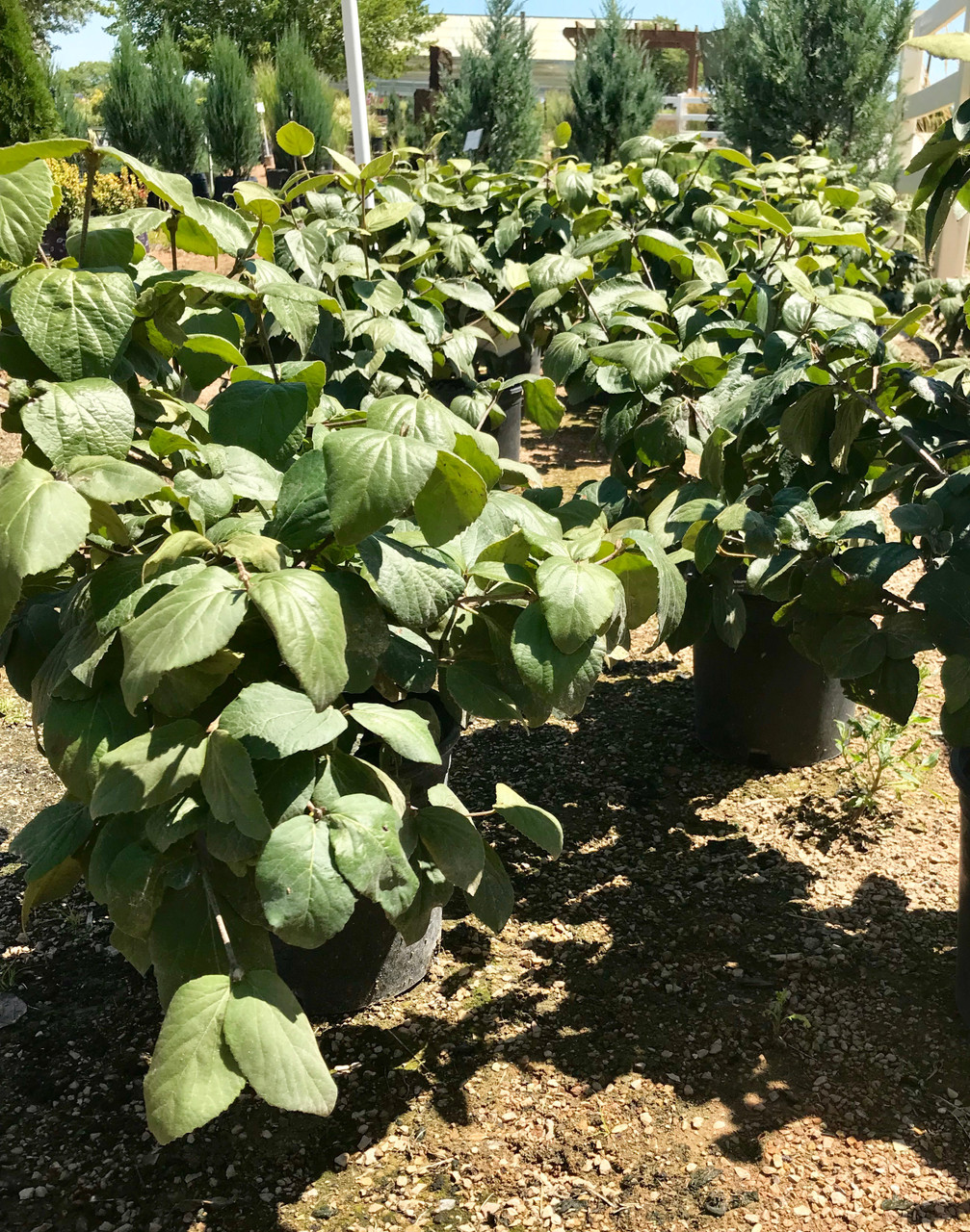 Viburnum, Judd TimberPine