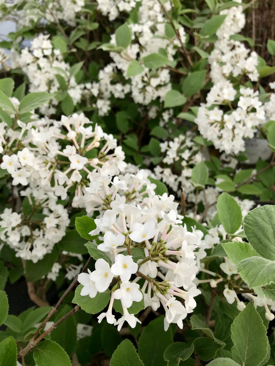 Viburnum, Judd TimberPine