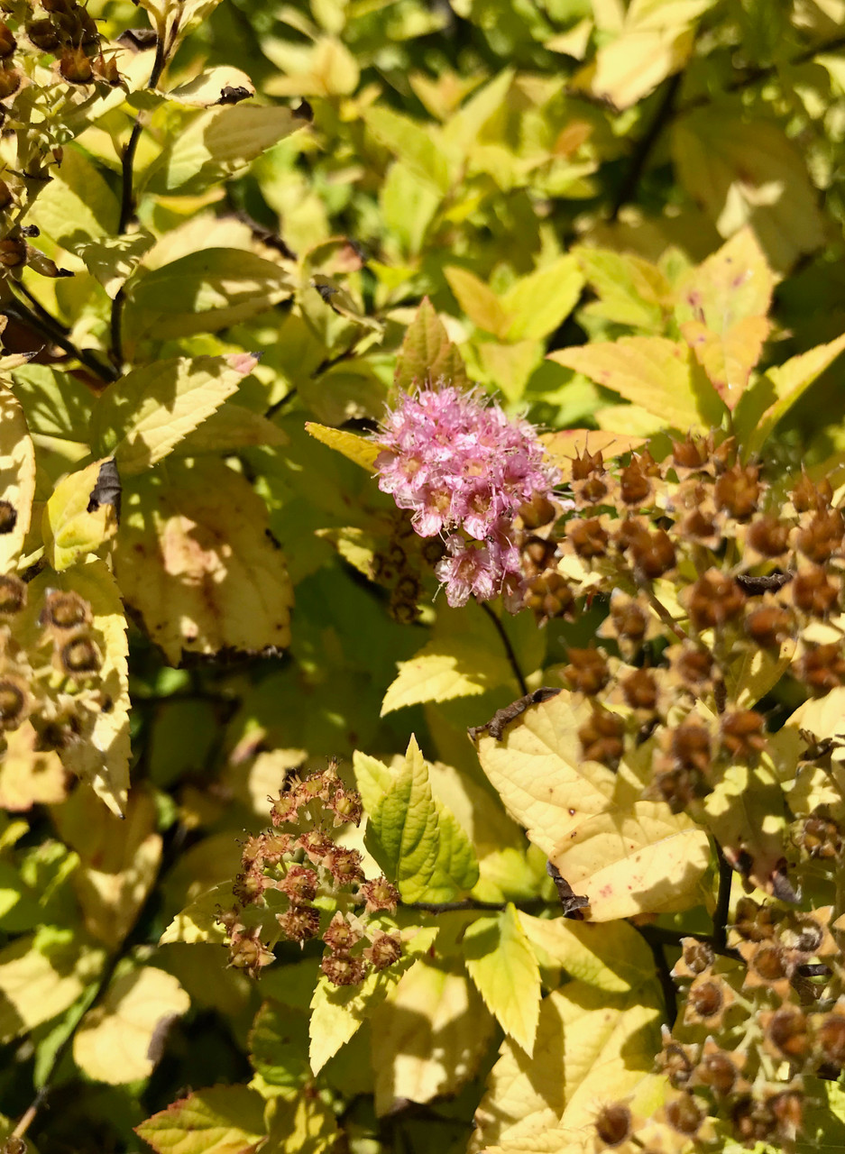 Japanese Spirea Goldflame Timberpine