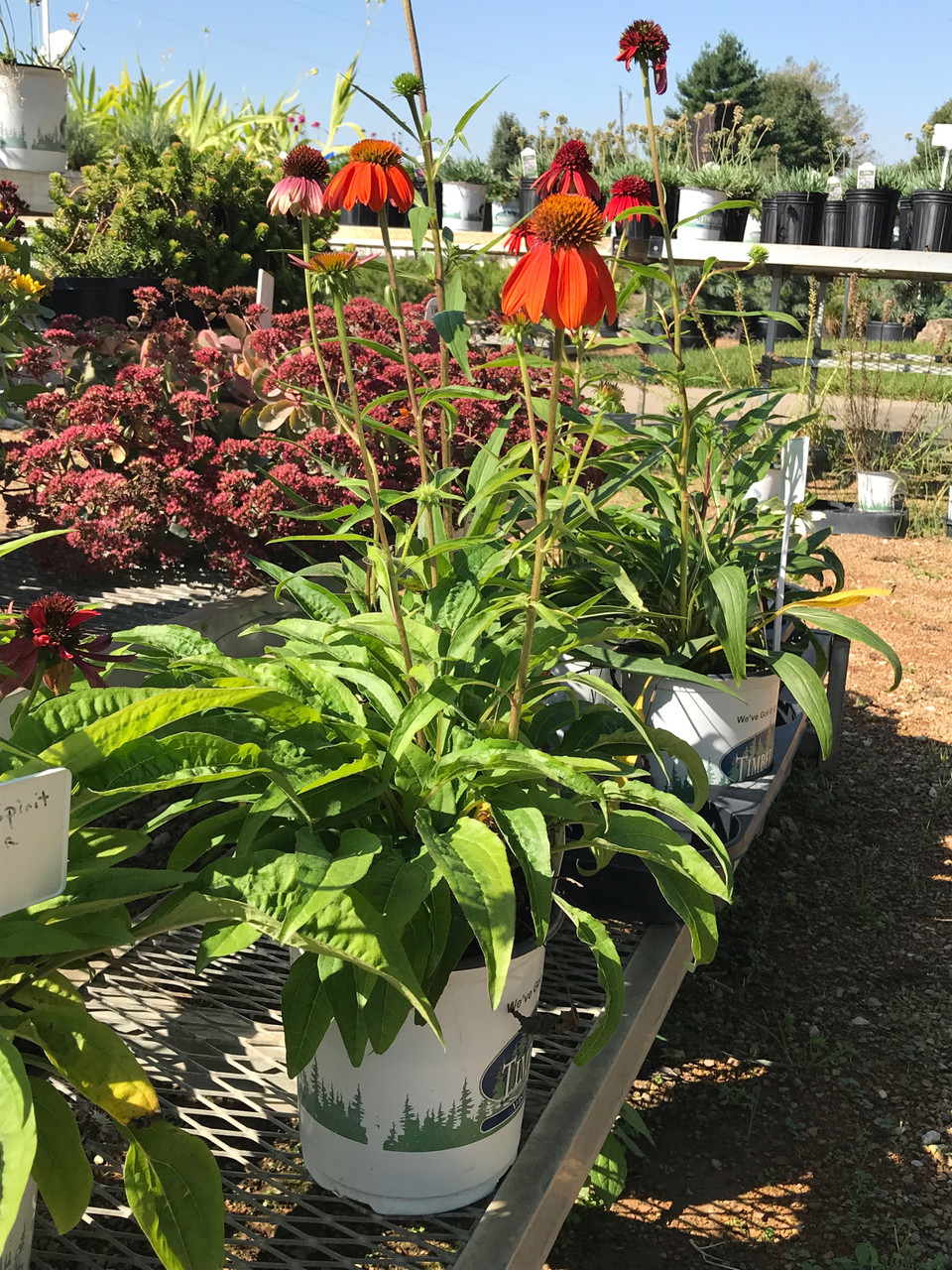 Coneflower, Cheyenne Spirit TimberPine