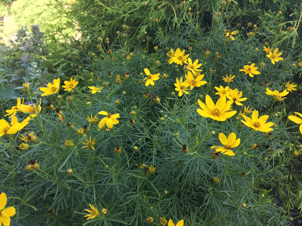 Zagreb Flower