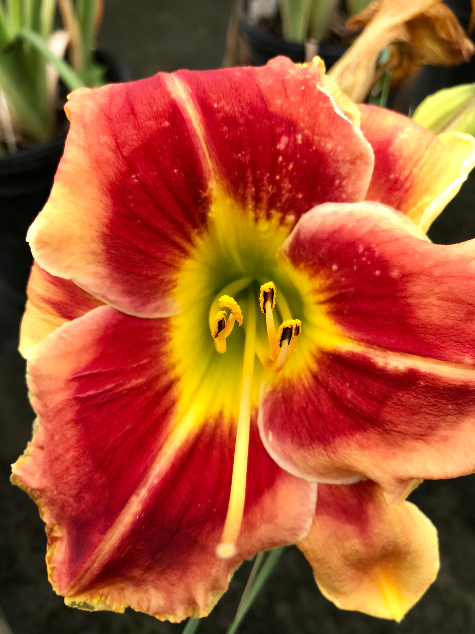 Daylily Heavenly Pink Fang Timberpine