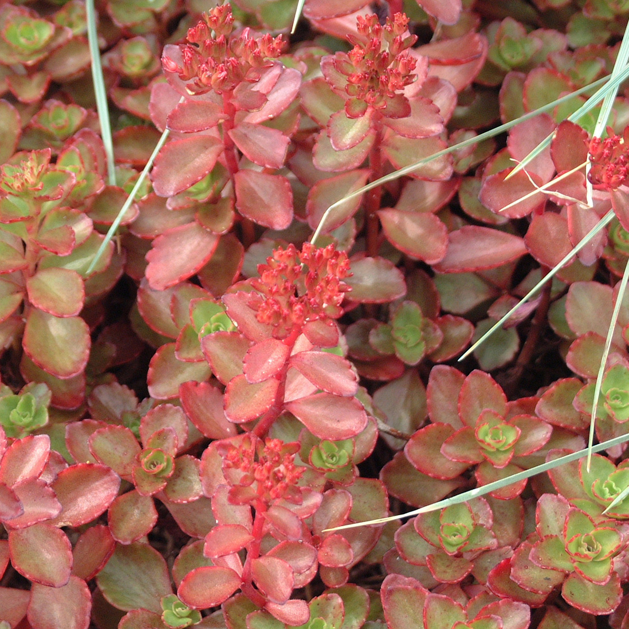 red sedum ground cover plants